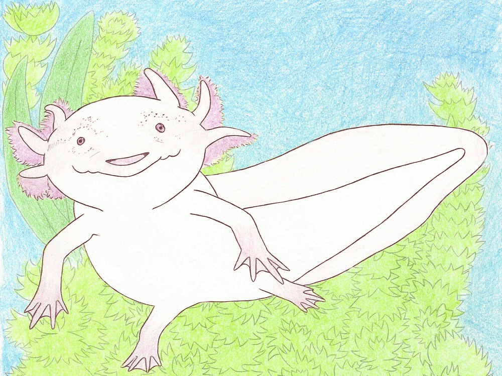 I printed out the layers of the page and colored them, then scanned them in and animated the axolotl floating a little in the water.