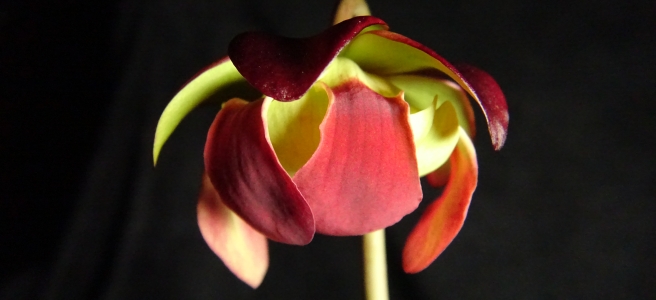 The red and yellow petals of a purple pitcher plant flower.